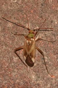 <i>Adelphocoris lineolatus</i>