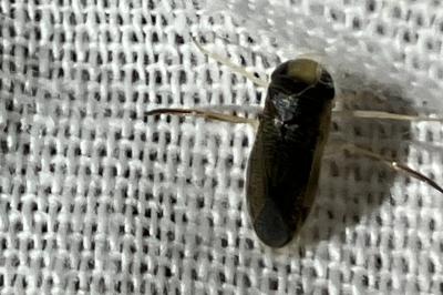 <i>Sigara</i>