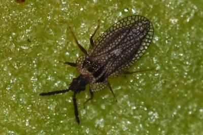 <i>Kalama tricornis</i>