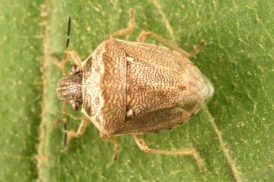 <i>Eysarcoris ventralis</i>