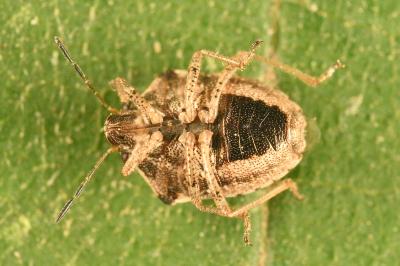 <i>Eysarcoris ventralis</i>