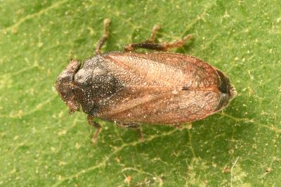 <i>Tettigometra impressopunctata</i>