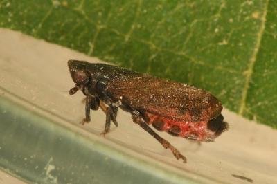 <i>Tettigometra impressopunctata</i>