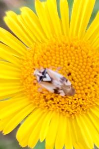 <i>Lygus pratensis</i>