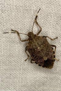 <i>Halyomorpha halys</i>