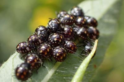 <i>Nezara viridula</i>