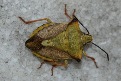 <i>Carpocoris mediterraneus</i>