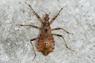 <i>Himacerus apterus</i>