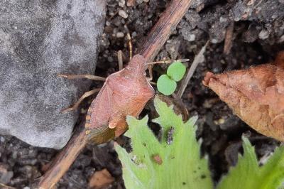 <i>Peribalus strictus</i>