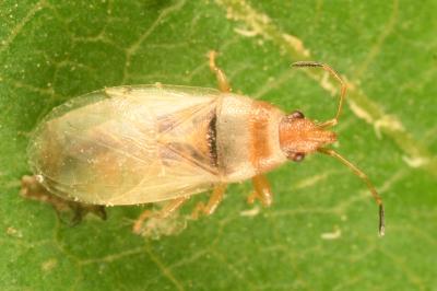 <i>Oxycarenus pallens</i>