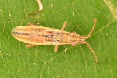 <i>Myrmus miriformis</i>