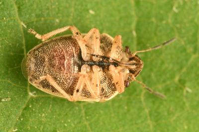 <i>Neottiglossa leporina</i>