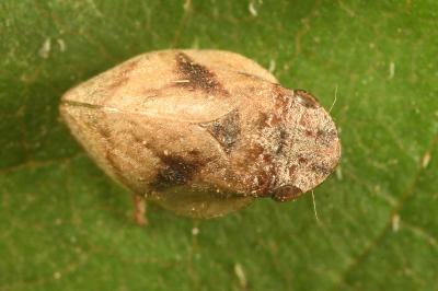 <i>Lepyronia coleoptrata</i>