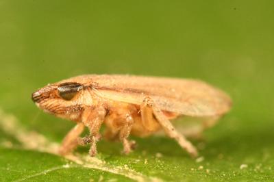 <i>Neophilaenus lineatus</i>
