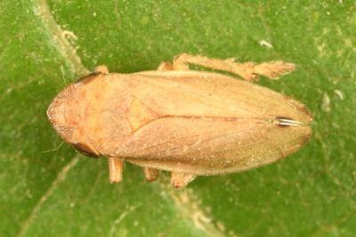 <i>Neophilaenus lineatus</i>