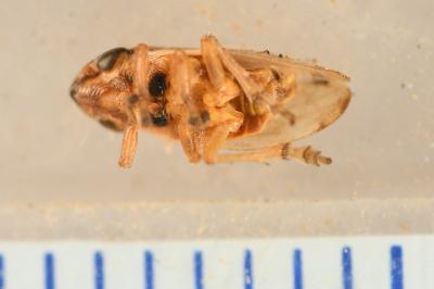 <i>Neophilaenus lineatus</i>