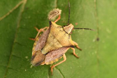 <i>Carpocoris mediterraneus</i>