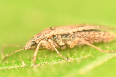 <i>Emblethis denticollis</i>