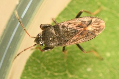 <i>Megalonotus emarginatus</i>