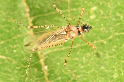 <i>Gampsocoris punctipes</i>