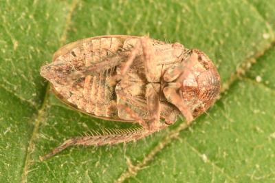 <i>Goniagnathus brevis</i>