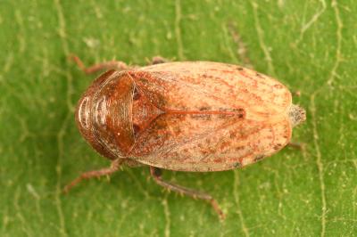 <i>Goniagnathus brevis</i>