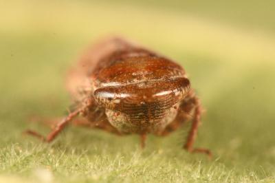 <i>Goniagnathus brevis</i>