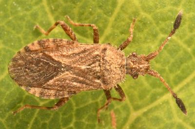 <i>Strobilotoma typhaecornis</i>