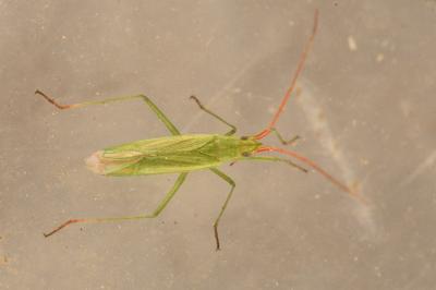 <i>Trigonotylus caelestialium</i>