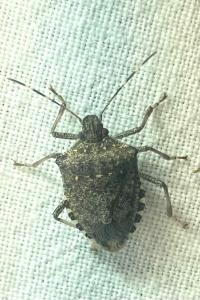 <i>Halyomorpha halys</i>