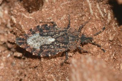 <i>Aradus betulae</i>