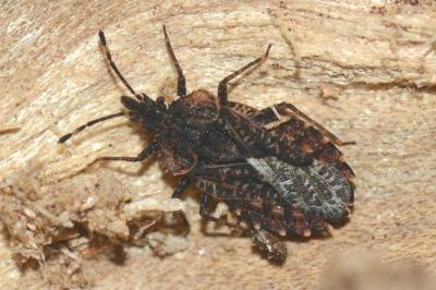 <i>Aradus betulae</i>