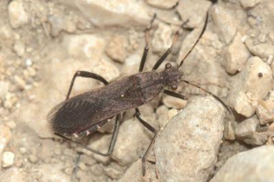 <i>Alydus calcaratus</i>