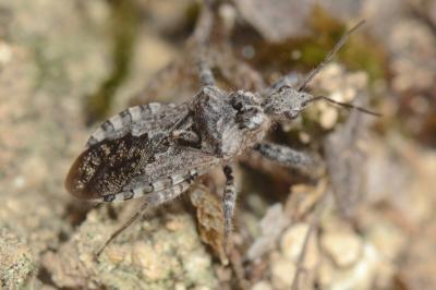 <i>Coranus griseus</i>