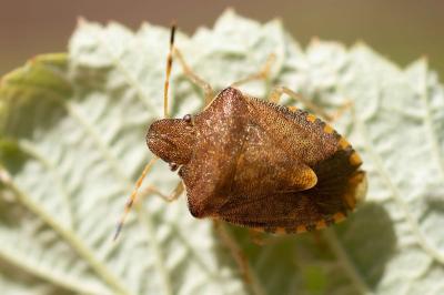 <i>Peribalus strictus</i>