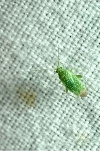 <i>Orthotylus flavosparsus</i>