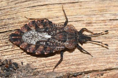 <i>Aradus betulae</i>