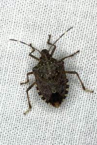 <i>Halyomorpha halys</i>