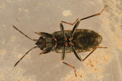 <i>Peritrechus nubilus</i>
