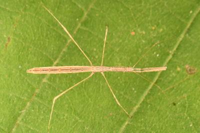 <i>Metapterus linearis</i>