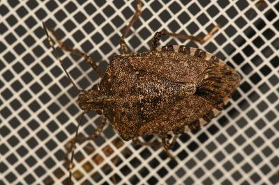 <i>Halyomorpha halys</i>