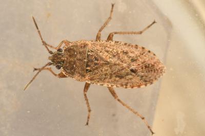<i>Emblethis denticollis</i>