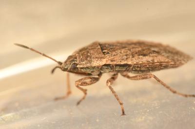 <i>Emblethis denticollis</i>