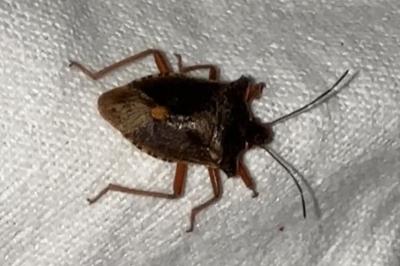 <i>Pentatoma rufipes</i>