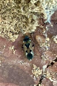<i>Rhyparochromus vulgaris</i>