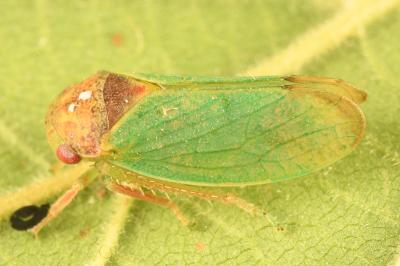 <i>Iassus lanio</i>
