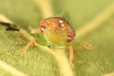 <i>Iassus lanio</i>