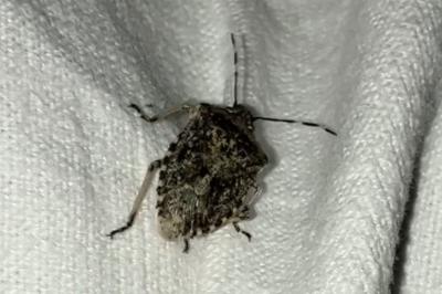 <i>Rhaphigaster nebulosa</i>