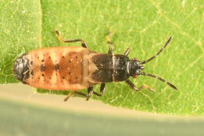 <i>Ischnodemus sabuleti</i>