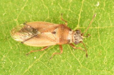 <i>Cymus melanocephalus</i>